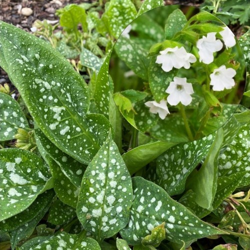 Pulmonaria officinalis 'Sissinghurst White' - Harilik kopsurohi 'Sissinghurst White'